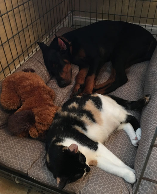 Doberman Pinscher Puppies | Breeder Central Florida