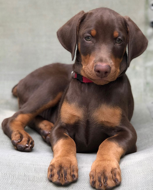 Doberman Pinscher Puppies | Breeder Central Florida